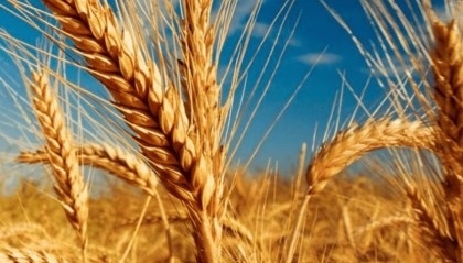 推动农业增产技术革命，他们被誉为种子之父、肥料之父、增产药之父