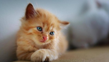 猫毛太多怎么办？除毛神器希喂、352、安德迈猫用空气净化器分享