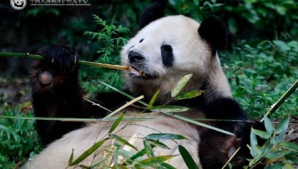 两人造谣大熊猫“美香”“添添”受虐待牟利！还挑唆人报假警