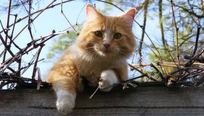 猫毛克星出现?希喂、霍尼韦尔、安德迈猫毛空气净化器品牌测试