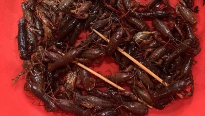 价格腰斩，还要跌！合肥已大量上市