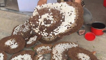 网红博主“瑶族建哥”被马蜂蜇伤身亡，最后一条视频中他深入山区搜寻马蜂窝