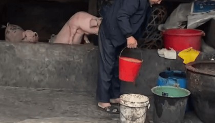 潮汕一孙女怕78岁爷爷无聊给他买了两头猪：猪被养得干净粉嫩，享受和孙女一样的待遇