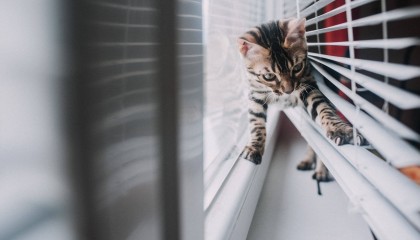 90%铲屎官不知道养猫好物，希喂、安德迈、小米猫用空气净化器分享