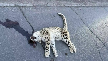 雪豹在路面死亡疑遭车辆撞击，警方介入 律师：故意撞击或涉刑责，如系意外应担赔偿责任