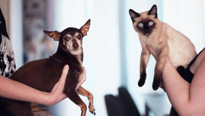“猫浮毛消除术”？希喂、安德迈、米家猫毛空气净化器测评体验