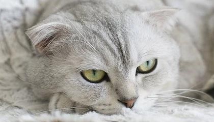 何雁诗筹款骚获近7位数善款！蔡思贝为好姊妹落力筹款