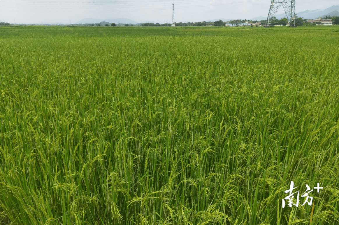 清新太和：又一项目签约，打造“千亩方”优质丝苗米产业基地