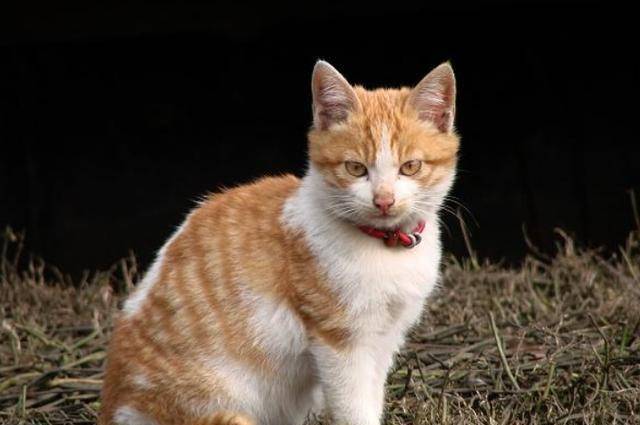 李叔同年少喜欢猫，人在东京留学，特意发电报回家：猫安否