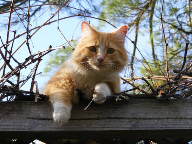 猫毛克星出现？希喂、霍尼韦尔、安德迈猫毛空气净化器品牌测试