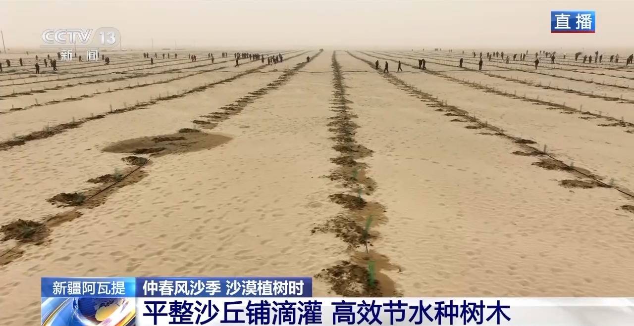 “锁边”→“扩边” 塔克拉玛干沙漠植树造绿迎来新进展