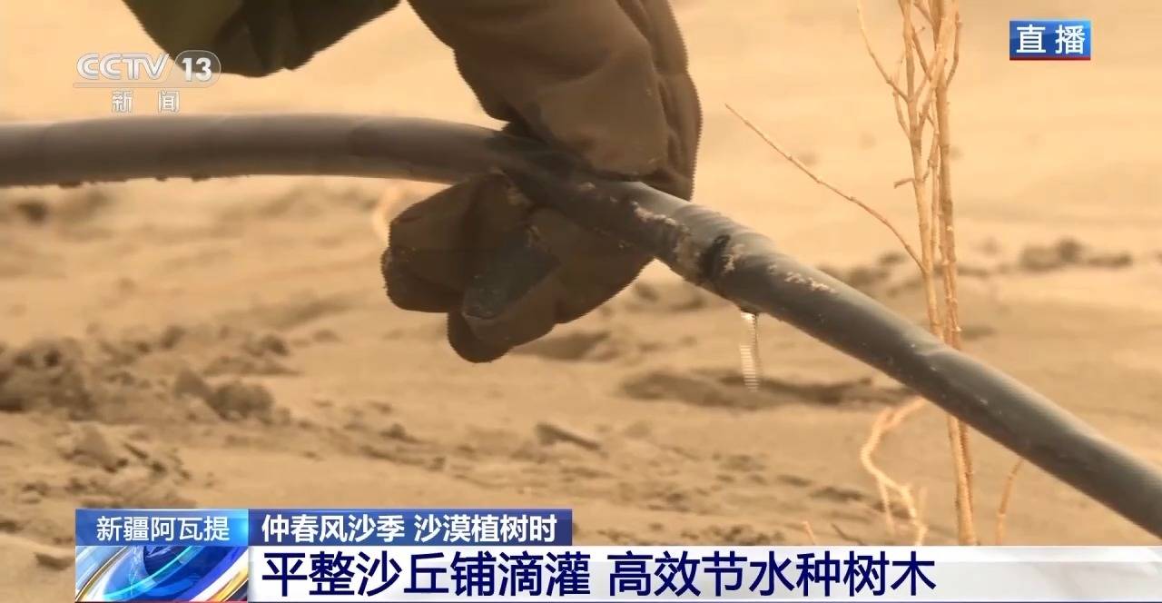 “锁边”→“扩边” 塔克拉玛干沙漠植树造绿迎来新进展