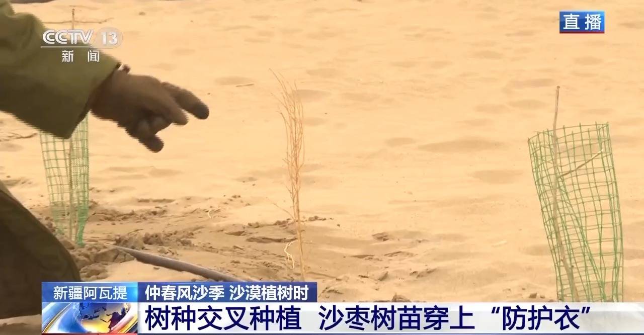“锁边”→“扩边” 塔克拉玛干沙漠植树造绿迎来新进展