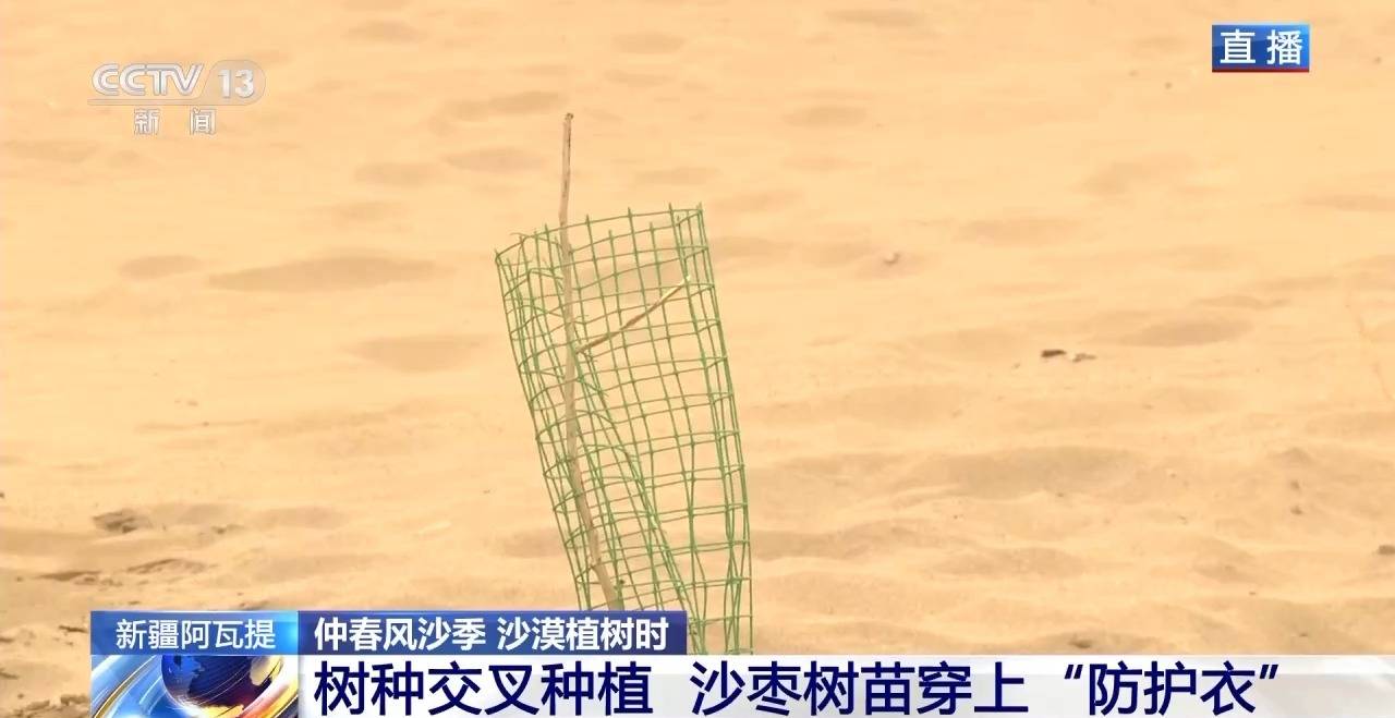 “锁边”→“扩边” 塔克拉玛干沙漠植树造绿迎来新进展