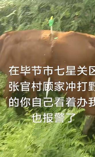 贵州毕节一黄牛被铁扦射穿身体，主人报警：怀疑有人用无人机狩猎